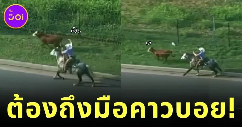 ตำรวจสหรัฐฯ ไล่จับวัวหลุดไม่สำเร็จ งานนี้เลยต้องพึ่งคาวบอยตัวจริง!