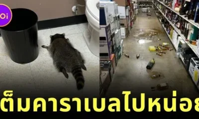 แรคคูนบุกร้านเหล้า งัดขวดดื่มเต็มคาราเบล ก่อนสิ้นสภาพสลบคาห้องน้ำ กลายเป็นไวรัลสุดฮาแห่งปี!