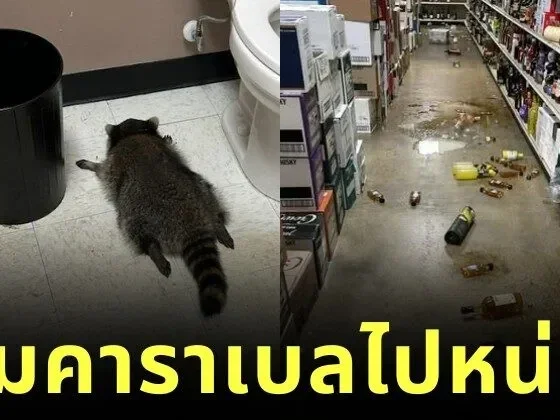 แรคคูนบุกร้านเหล้า งัดขวดดื่มเต็มคาราเบล ก่อนสิ้นสภาพสลบคาห้องน้ำ กลายเป็นไวรัลสุดฮาแห่งปี!