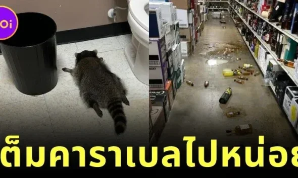 แรคคูนบุกร้านเหล้า งัดขวดดื่มเต็มคาราเบล ก่อนสิ้นสภาพสลบคาห้องน้ำ กลายเป็นไวรัลสุดฮาแห่งปี!