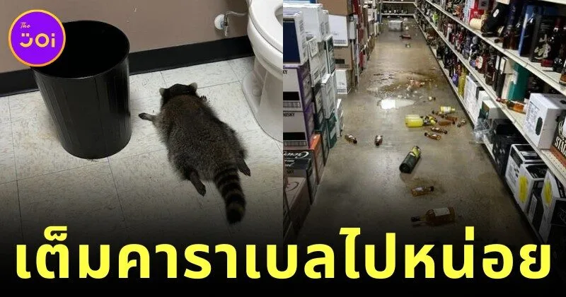 แรคคูนบุกร้านเหล้า งัดขวดดื่มเต็มคาราเบล ก่อนสิ้นสภาพสลบคาห้องน้ำ กลายเป็นไวรัลสุดฮาแห่งปี!