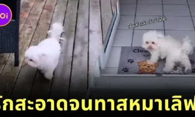 ดังนั้นจะมาเป็นหมาเหมือนกันไม่ได้! เจ้าตูบเช็ดเท้าก่อนเข้าบ้านเองหลังวิ่งเล่นเสร็จ ถูกใจทาสหมาจนเป็นไวรัล!