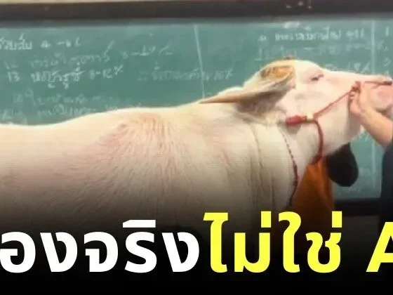 ทุ่มเทกว่านี้ไม่มีอีกแล้ว! อาจารย์มหาวิทยาลัยเกษตรและเทคโนโลยีอุดรธานีจูงควายเข้าชั้นเรียน เพื่อสอนนักศึกษาจากของจริง