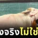 ทุ่มเทกว่านี้ไม่มีอีกแล้ว! อาจารย์มหาวิทยาลัยเกษตรและเทคโนโลยีอุดรธานีจูงควายเข้าชั้นเรียน เพื่อสอนนักศึกษาจากของจริง