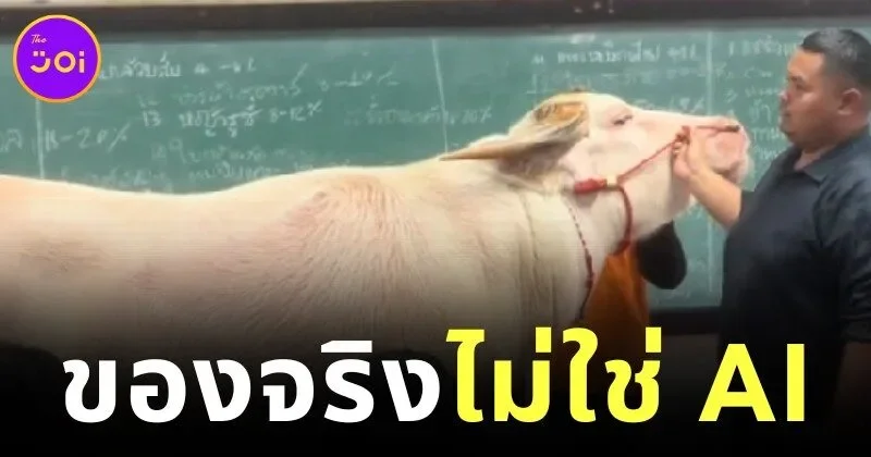 ทุ่มเทกว่านี้ไม่มีอีกแล้ว! อาจารย์มหาวิทยาลัยเกษตรและเทคโนโลยีอุดรธานีจูงควายเข้าชั้นเรียน เพื่อสอนนักศึกษาจากของจริง