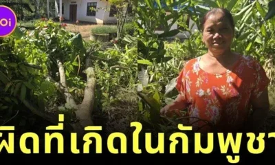คุณป้าเกลียดเขมรจัด ใช้มีดฟัน "ต้นมะม่วงแก้วขมิ้น" ที่มีถิ่นกำเนิดในกัมพูชา จนล้มแบบไม่มีใยดี แม้จะปลูกมานาน 10 ปี