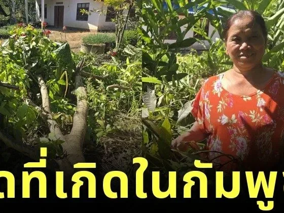 คุณป้าเกลียดเขมรจัด ใช้มีดฟัน "ต้นมะม่วงแก้วขมิ้น" ที่มีถิ่นกำเนิดในกัมพูชา จนล้มแบบไม่มีใยดี แม้จะปลูกมานาน 10 ปี
