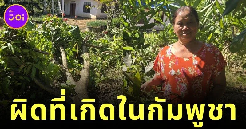 คุณป้าเกลียดเขมรจัด ใช้มีดฟัน "ต้นมะม่วงแก้วขมิ้น" ที่มีถิ่นกำเนิดในกัมพูชา จนล้มแบบไม่มีใยดี แม้จะปลูกมานาน 10 ปี