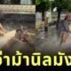 ชาวเน็ตถึงกับขยี้ตาแรง! หนุ่มขี่ม้าลุยน้ำท่วม จนนึกว่าเป็นสุทสาครกับม้านิลมังกร