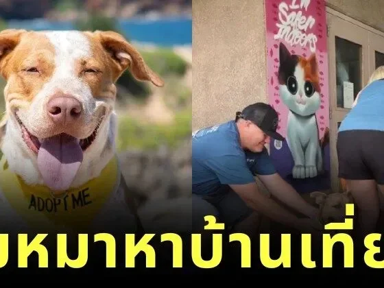 ศูนย์พักพิงสุนัขบน "เกาะคาไว" ในฮาวาย อนุญาตให้นักท่องเที่ยวพาหมาหาบ้านไปเที่ยวด้วยได้ 1 วัน