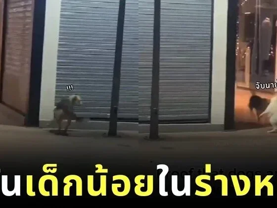 เผยคลิปน้องหมาสองตัววิ่งเล่นไล่จับกันราวกับเป็นเด็กน้อย ที่น่ารักจนกลายเป็นไวรัล