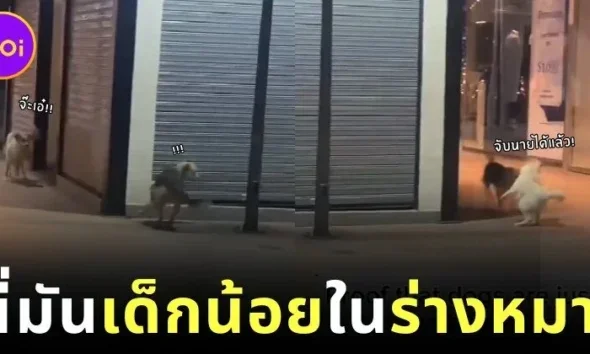 เผยคลิปน้องหมาสองตัววิ่งเล่นไล่จับกันราวกับเป็นเด็กน้อย ที่น่ารักจนกลายเป็นไวรัล