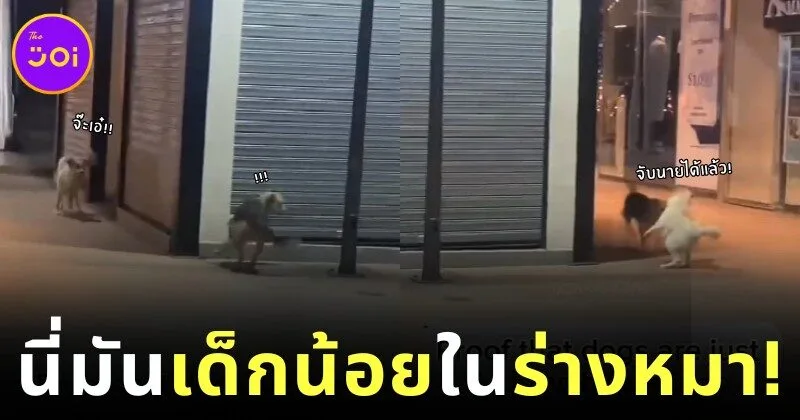 เผยคลิปน้องหมาสองตัววิ่งเล่นไล่จับกันราวกับเป็นเด็กน้อย ที่น่ารักจนกลายเป็นไวรัล
