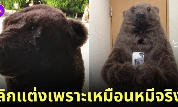 หนุ่มญี่ปุ่นเลิกแต่งคอสเพลย์เป็นหมี