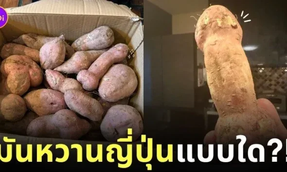 ภาพมันหวานญี่ปุ่นรูปทรงประหลาด