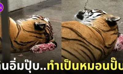 เสือโคร่งนอนบนเนื้อ