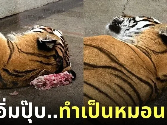 เสือโคร่งนอนบนเนื้อ