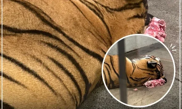 เสือโคร่งนอนบนเนื้อ