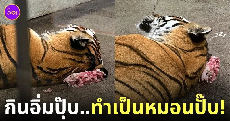 เสือโคร่งนอนบนเนื้อ