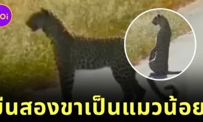 leopard stands on 2 feet