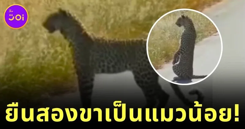 leopard stands on 2 feet