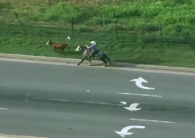 ตำรวจสหรัฐฯ ไล่จับวัวหลุดไม่สำเร็จ งานนี้เลยต้องพึ่งคาวบอยตัวจริง!