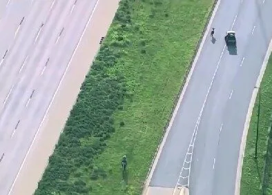 ตำรวจสหรัฐฯ ไล่จับวัวหลุดไม่สำเร็จ งานนี้เลยต้องพึ่งคาวบอยตัวจริง!