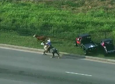 ตำรวจสหรัฐฯ ไล่จับวัวหลุดไม่สำเร็จ งานนี้เลยต้องพึ่งคาวบอยตัวจริง!