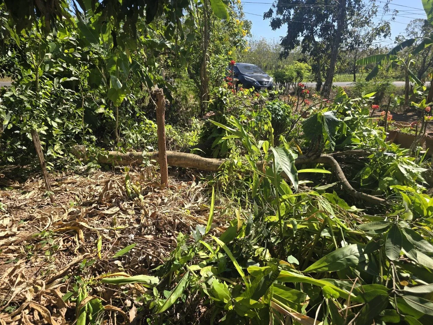 คุณป้าเกลียดเขมรจัด ใช้มีดฟัน "ต้นมะม่วงแก้วขมิ้น" ที่มีถิ่นกำเนิดในกัมพูชา จนล้มแบบไม่มีใยดี แม้จะปลูกมานาน 10 ปี