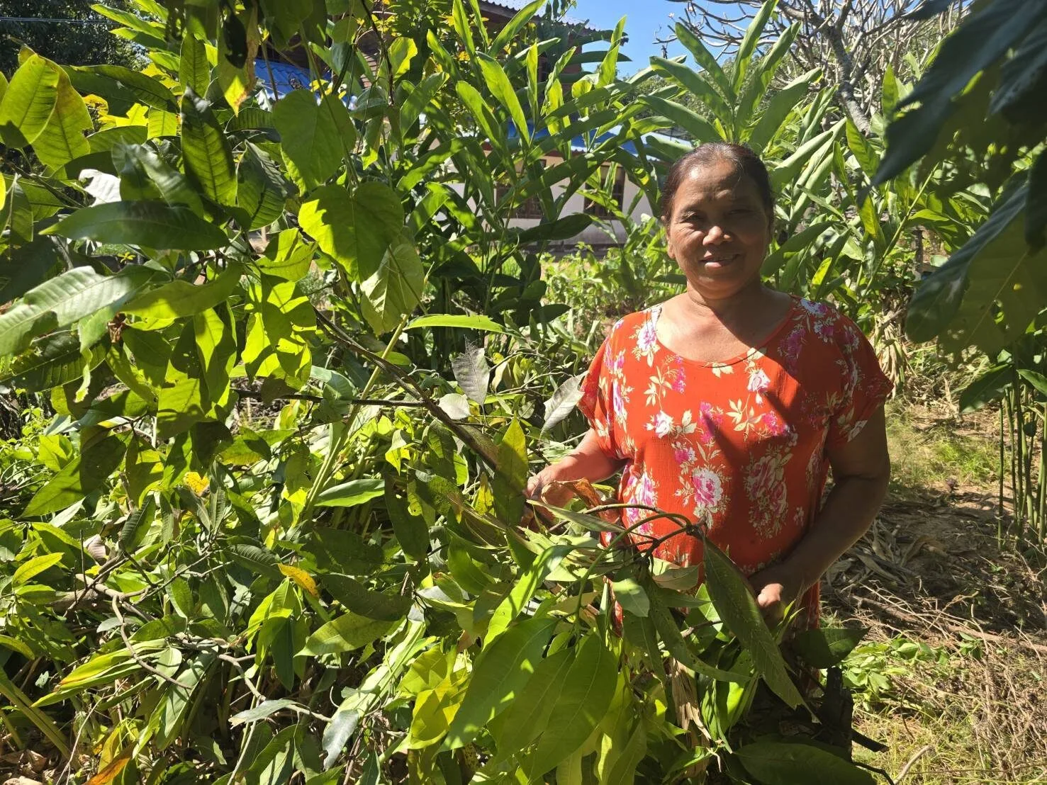 คุณป้าเกลียดเขมรจัด ใช้มีดฟัน "ต้นมะม่วงแก้วขมิ้น" ที่มีถิ่นกำเนิดในกัมพูชา จนล้มแบบไม่มีใยดี แม้จะปลูกมานาน 10 ปี