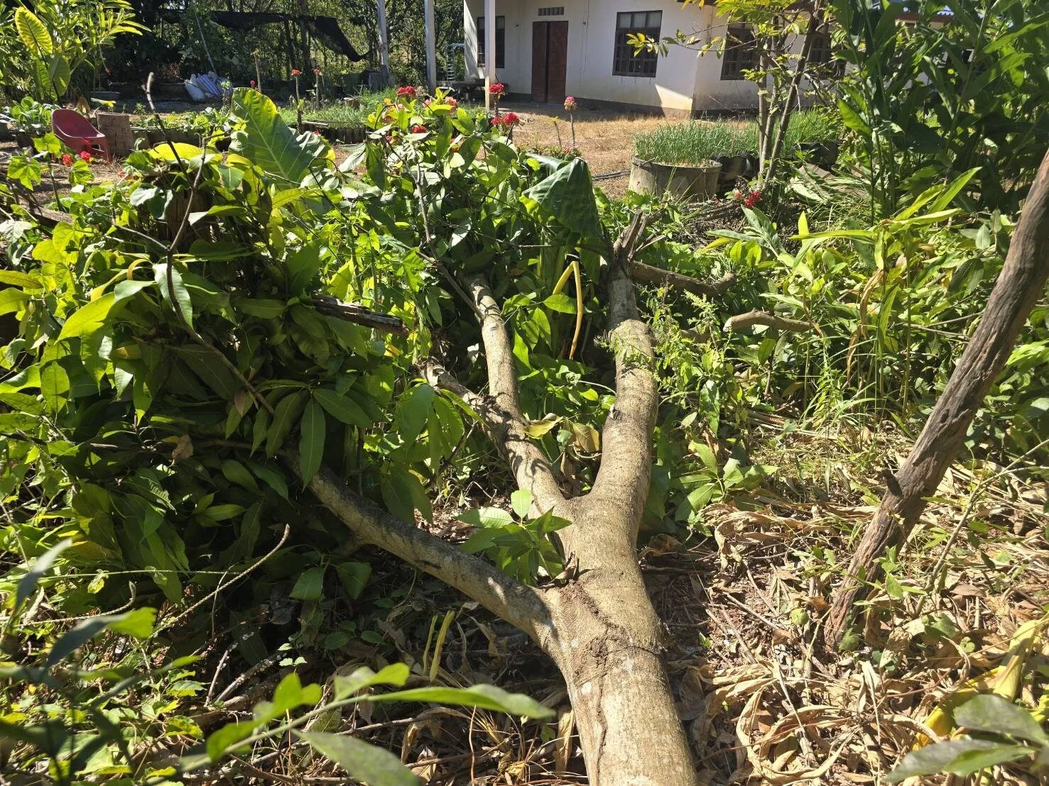 คุณป้าเกลียดเขมรจัด ใช้มีดฟัน "ต้นมะม่วงแก้วขมิ้น" ที่มีถิ่นกำเนิดในกัมพูชา จนล้มแบบไม่มีใยดี แม้จะปลูกมานาน 10 ปี