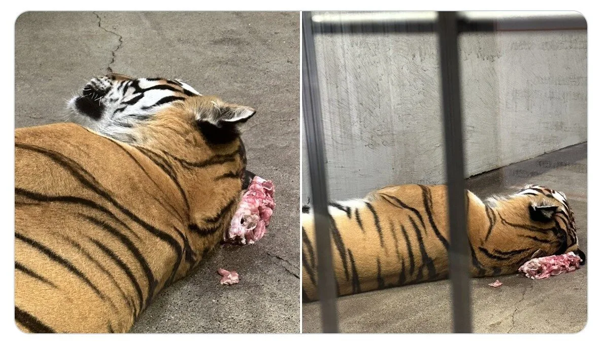 เสือโคร่งนอนบนเนื้อ