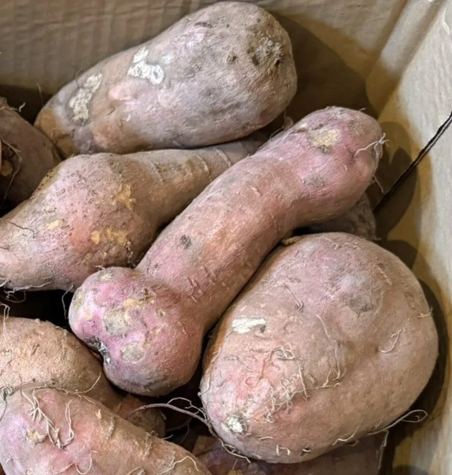 ภาพมันหวานญี่ปุ่นรูปทรงประหลาด