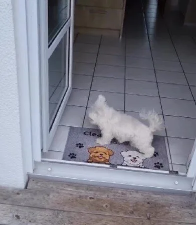 ดังนั้นจะมาเป็นหมาเหมือนกันไม่ได้! เจ้าตูบเช็ดเท้าก่อนเข้าบ้านเองหลังวิ่งเล่นเสร็จ ถูกใจทาสหมาจนเป็นไวรัล!