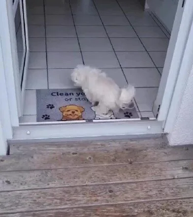 ดังนั้นจะมาเป็นหมาเหมือนกันไม่ได้! เจ้าตูบเช็ดเท้าก่อนเข้าบ้านเองหลังวิ่งเล่นเสร็จ ถูกใจทาสหมาจนเป็นไวรัล!