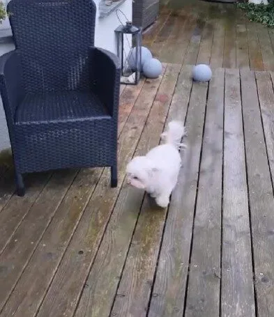 ดังนั้นจะมาเป็นหมาเหมือนกันไม่ได้! เจ้าตูบเช็ดเท้าก่อนเข้าบ้านเองหลังวิ่งเล่นเสร็จ ถูกใจทาสหมาจนเป็นไวรัล!