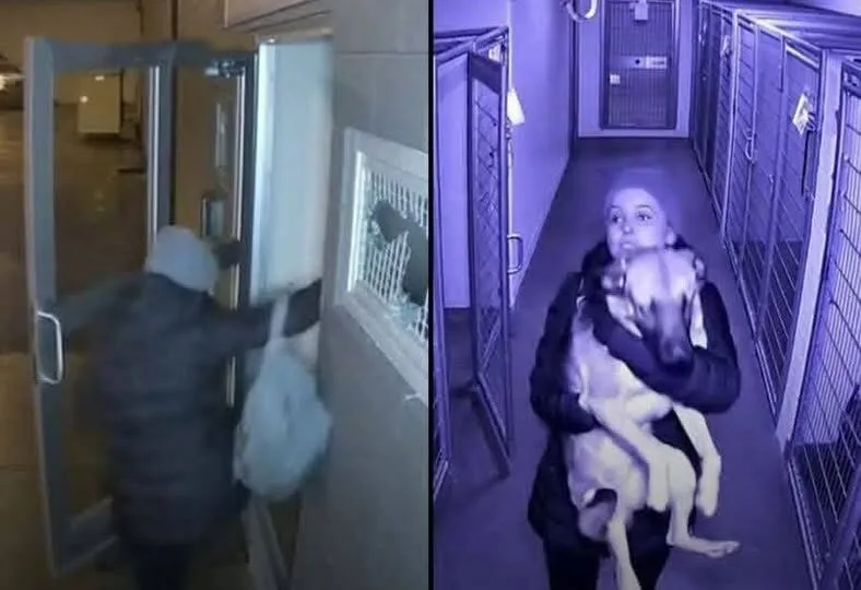 หญิงสาวบุกช่วยสุนัขตัวเองออกจากศูนย์พักพิง หลังแฟนเก่าทิ้งไว้ให้ถูกการุณยฆาต