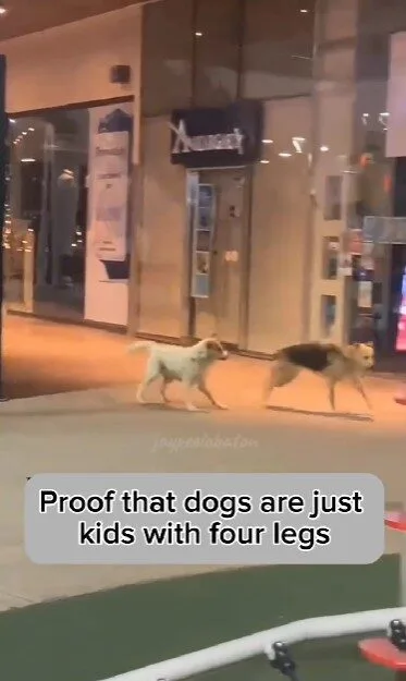 เผยคลิปน้องหมาสองตัววิ่งเล่นไล่จับกันราวกับเป็นเด็กน้อย ที่น่ารักจนกลายเป็นไวรัล