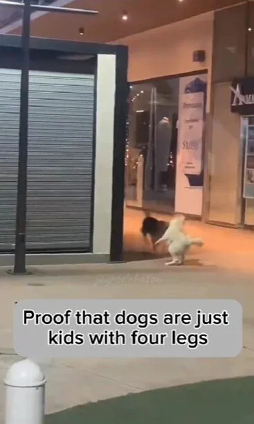 เผยคลิปน้องหมาสองตัววิ่งเล่นไล่จับกันราวกับเป็นเด็กน้อย ที่น่ารักจนกลายเป็นไวรัล