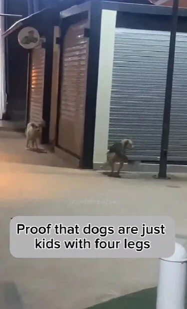 เผยคลิปน้องหมาสองตัววิ่งเล่นไล่จับกันราวกับเป็นเด็กน้อย ที่น่ารักจนกลายเป็นไวรัล