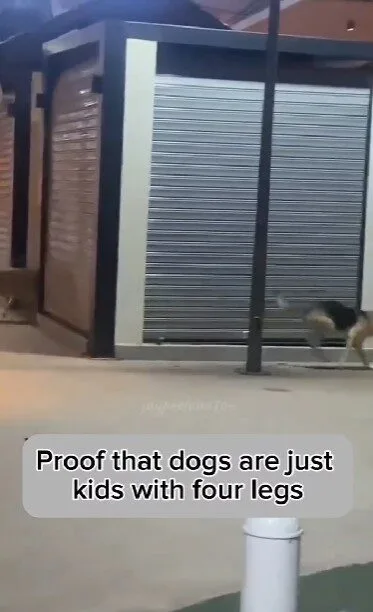 เผยคลิปน้องหมาสองตัววิ่งเล่นไล่จับกันราวกับเป็นเด็กน้อย ที่น่ารักจนกลายเป็นไวรัล