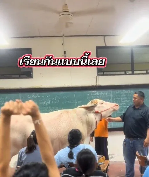 ทุ่มเทกว่านี้ไม่มีอีกแล้ว! อาจารย์มหาวิทยาลัยเกษตรและเทคโนโลยีอุดรธานีจูงควายเข้าชั้นเรียน เพื่อสอนนักศึกษาจากของจริง