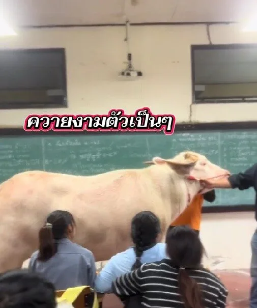 ทุ่มเทกว่านี้ไม่มีอีกแล้ว! อาจารย์มหาวิทยาลัยเกษตรและเทคโนโลยีอุดรธานีจูงควายเข้าชั้นเรียน เพื่อสอนนักศึกษาจากของจริง