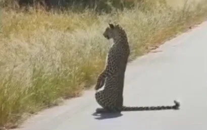 เจ้าเสือดาวช่างสงสัยยืนสองขา มองเป้าหมายราวกับเจ้าแมวน้อยลายจุดตัวน้อยตัวนิด