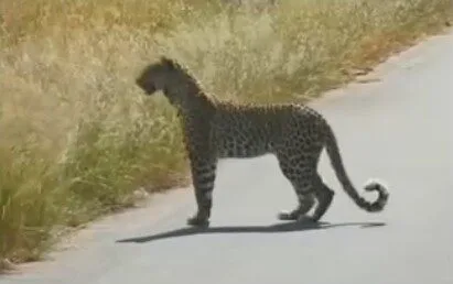 เจ้าเสือดาวช่างสงสัยยืนสองขา มองเป้าหมายราวกับเจ้าแมวน้อยลายจุดตัวน้อยตัวนิด