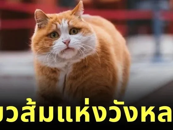 รู้จัก "ผ้าผ้า (Papa)" แมวส้มผู้โด่งดังแห่งพระราชวังต้องห้าม ผู้พิทักษ์เงียบงันใต้ชายคาทอง