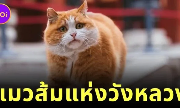 รู้จัก "ผ้าผ้า (Papa)" แมวส้มผู้โด่งดังแห่งพระราชวังต้องห้าม ผู้พิทักษ์เงียบงันใต้ชายคาทอง