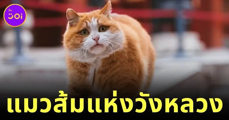 รู้จัก "ผ้าผ้า (Papa)" แมวส้มผู้โด่งดังแห่งพระราชวังต้องห้าม ผู้พิทักษ์เงียบงันใต้ชายคาทอง