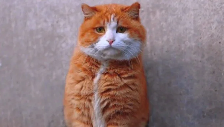 รู้จัก "ผ้าผ้า (Papa)" แมวส้มผู้โด่งดังแห่งพระราชวังต้องห้าม ผู้พิทักษ์เงียบงันใต้ชายคาทอง